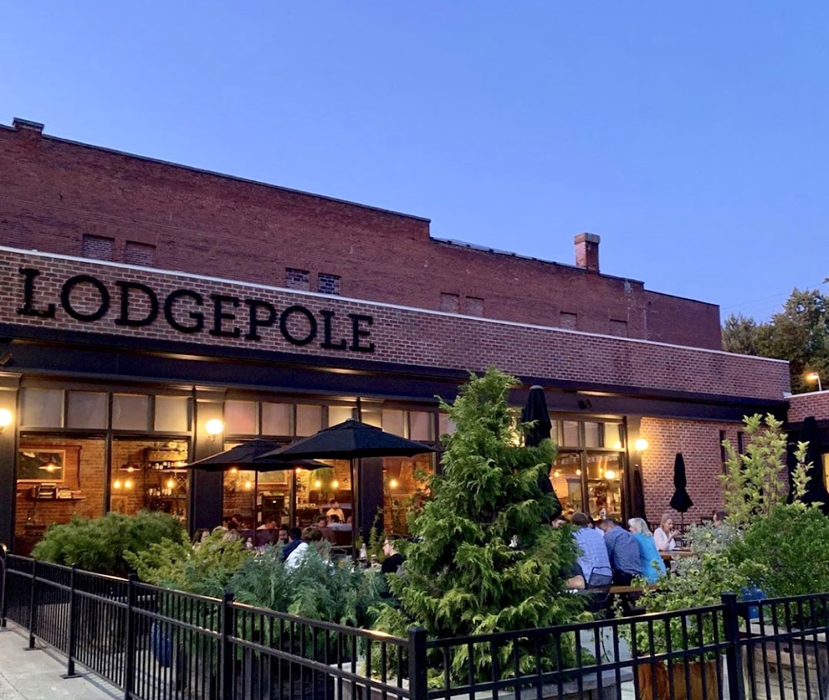 Lodgepole